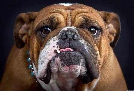 bulldog